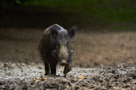 Hairy feral pig foraging and rooting for food in forest