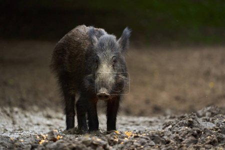 Danger feral pig rooting for food in forest at daytime 