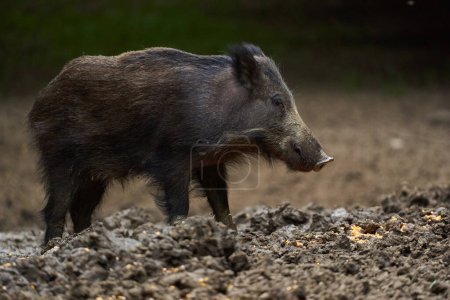 Portrait of Juvenile wild hog, feral pig, foraging in the forest