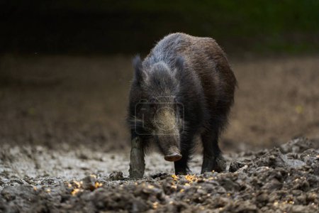 Closeup of Juvenile wild hog foraging and rooting for food in the forest