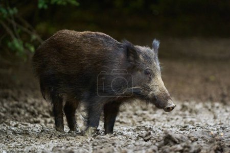 Feral pig foraging and rooting for food in forest