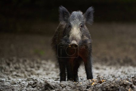 Portrait of feral pig foraging and rooting for food 