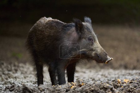 Juvenile wild hog, portrait in forest, while foraging and rooting for food