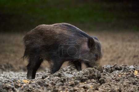 Juvenile wild hog, portrait in the forest, while foraging and rooting for food