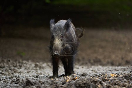 Téléchargez les photos : Portrait of juvenile wild hog, feral pig, in forest - en image libre de droit