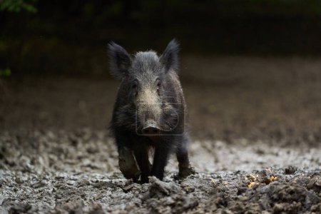 Feral pig, portrait in the forest, while foraging and rooting for food