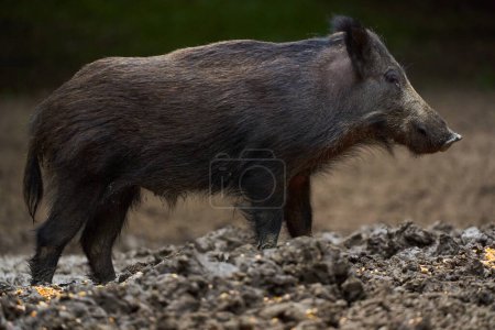 Téléchargez les photos : Dangerous wild hog in the forest, while foraging and rooting for food - en image libre de droit