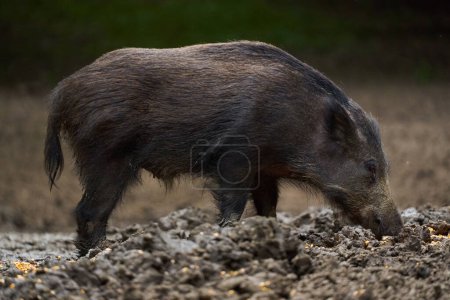 Dangerous wild hog in the forest, while foraging and rooting for food
