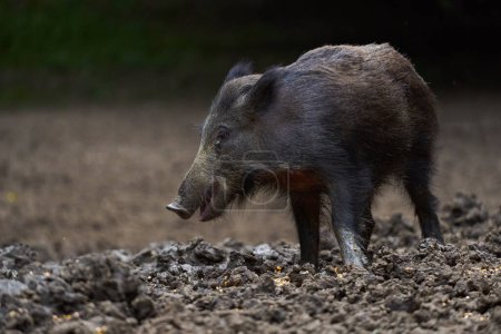Téléchargez les photos : Juvenile wild hog, portrait in forest, while foraging and rooting for food - en image libre de droit