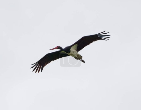 Adult black stork, Ciconia nigra, in flight against a dull sky