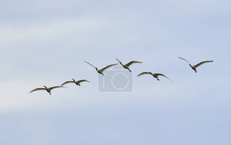 Group of spoonbill birds, Platalea leucorodia, in flight against the sky