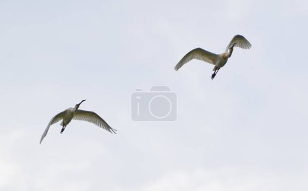 Group of spoonbill birds, Platalea leucorodia, in flight against the sky