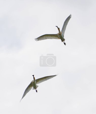 Grupo de aves espátulas, Platalea leucorodia, en vuelo contra el cielo