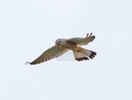 Cernícalo común, Falco tinnunculus, en vuelo estacionario contra un cielo opaco