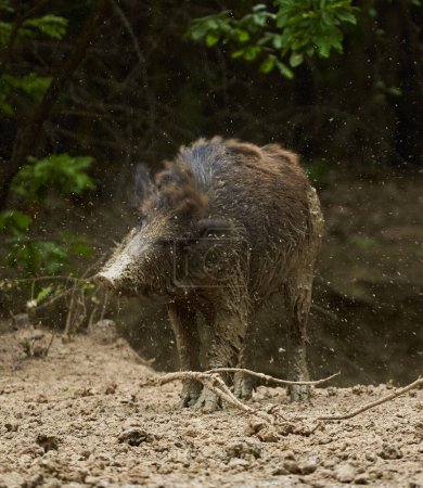 Young wild hog covered in mud by the edge of the forest in the summer