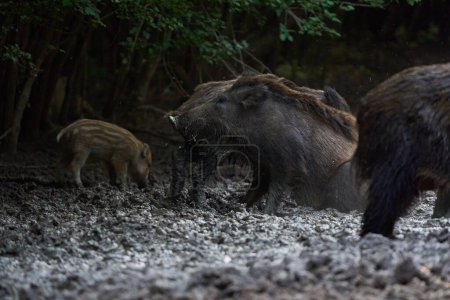 Foto de Manada de cerdos salvajes que buscan alimento - Imagen libre de derechos