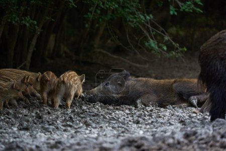 Foto de Manada de cerdos salvajes que buscan alimento - Imagen libre de derechos