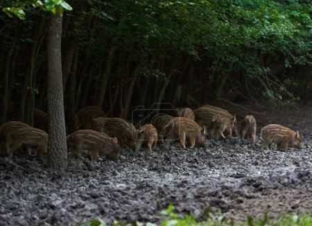 Groupe de porcs sauvages dans la forêt 