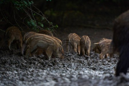 Photo for Group of feral pigs rooting in forest for food - Royalty Free Image