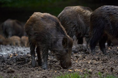 Porcs sauvages enracinés dans la forêt pour se nourrir 