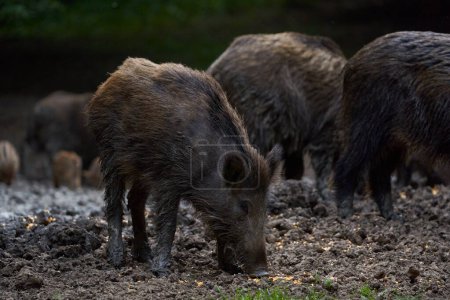 Foto de Porcinos salvajes alimentándose en el bosque durante el día - Imagen libre de derechos