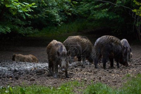Foto de Porcinos salvajes alimentándose en el bosque durante el día - Imagen libre de derechos