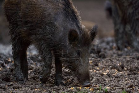 Foto de Cerdos salvajes alimentándose en el bosque durante el día - Imagen libre de derechos