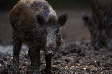 Porcs sauvages se nourrissant en forêt le jour 