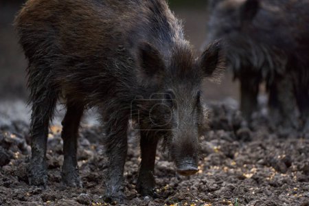 Foto de Familia de cerdos salvajes enraizándose en el bosque por comida - Imagen libre de derechos