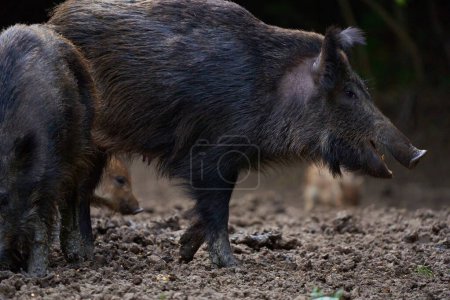Foto de Manada de cerdos que se arraigan en el bosque en busca de alimento durante el día - Imagen libre de derechos