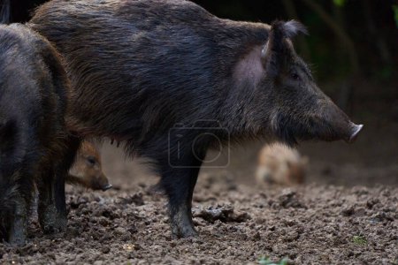 Foto de Manada de cerdos que se arraigan en el bosque en busca de alimento durante el día - Imagen libre de derechos