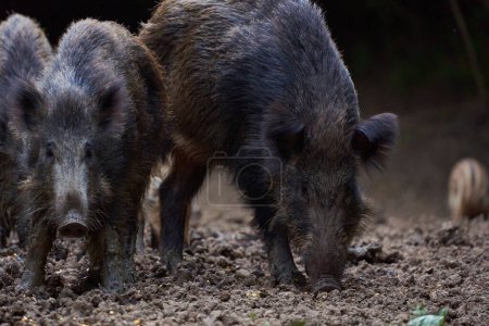 Photo for Herd of pigs rooting in forest for food at daytime - Royalty Free Image