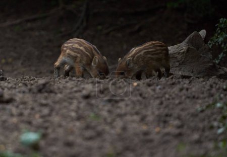 Familie von Wildschweinen auf Nahrungssuche im Wald 