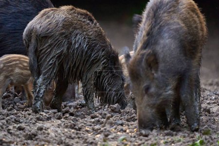 Foto de Primer plano de la manada de cerdos silvestres que buscan alimento en el bosque - Imagen libre de derechos