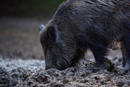 Foto de Grupo de cerdos adultos y pequeños que buscan alimento en el bosque - Imagen libre de derechos