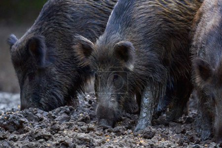 Foto de Manada de cerdos salvajes, jabalíes, enraizamiento en lodo forestal - Imagen libre de derechos