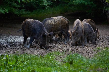 Herde Wildschweine, die tagsüber im Waldschlamm wurzeln 