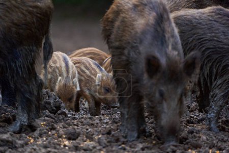 Foto de Padres e hijos de cerdos salvajes en el bosque durante el día - Imagen libre de derechos