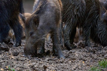 Foto de Foto al aire libre de cerdos salvajes enraizándose en el bosque por comida - Imagen libre de derechos