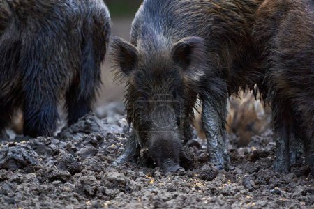 Foto de Foto al aire libre de cerdos salvajes enraizándose en el bosque por comida - Imagen libre de derechos