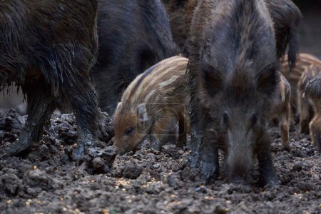 Freilandschuss von Wildschweinen, die im Wald nach Nahrung suchen