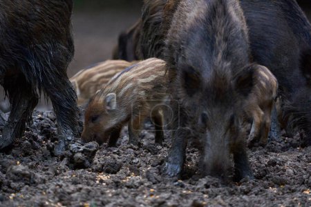 Foto de Manada de cerdos silvestres que cavan para alimentarse en el bosque - Imagen libre de derechos