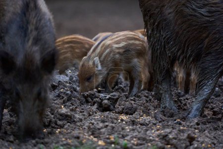 Foto de Manada de cerdos silvestres que cavan para alimentarse en el bosque - Imagen libre de derechos