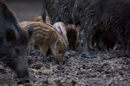 Manada de cerdos salvajes cavando en el bosque 