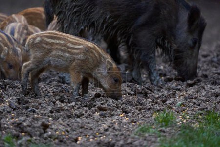 Foto de Manada de cerdos salvajes cavando en el bosque - Imagen libre de derechos