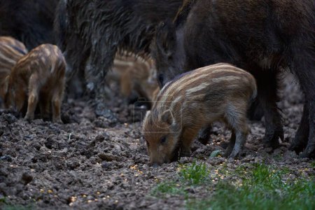 Foto de Manada de cerdos salvajes cavando para alimentarse - Imagen libre de derechos