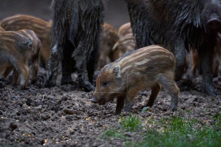 Photo for Herd of feral pigs digging for food in forest - Royalty Free Image