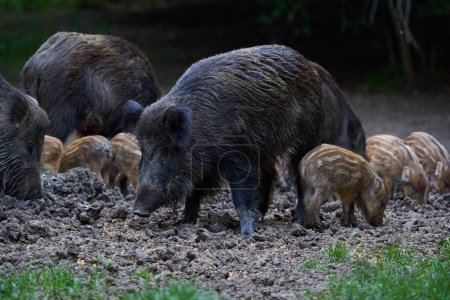 Foto de Grupo de cerdos salvajes excavando en el bosque - Imagen libre de derechos
