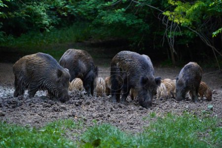 Foto de Grupo de cerdos salvajes excavando en el bosque - Imagen libre de derechos