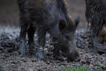 Foto de Cerdos salvajes cavando en busca de alimento en el bosque - Imagen libre de derechos